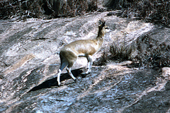 Oreotragus oreotragus stevensoni