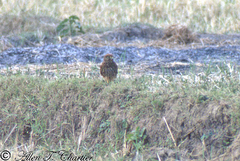 Falco moluccensis