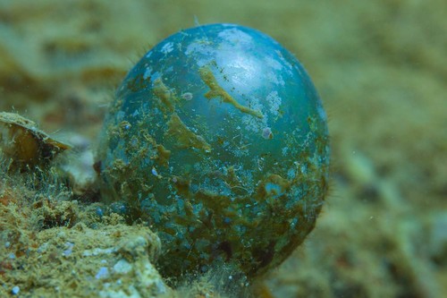 Valonia ventricosa