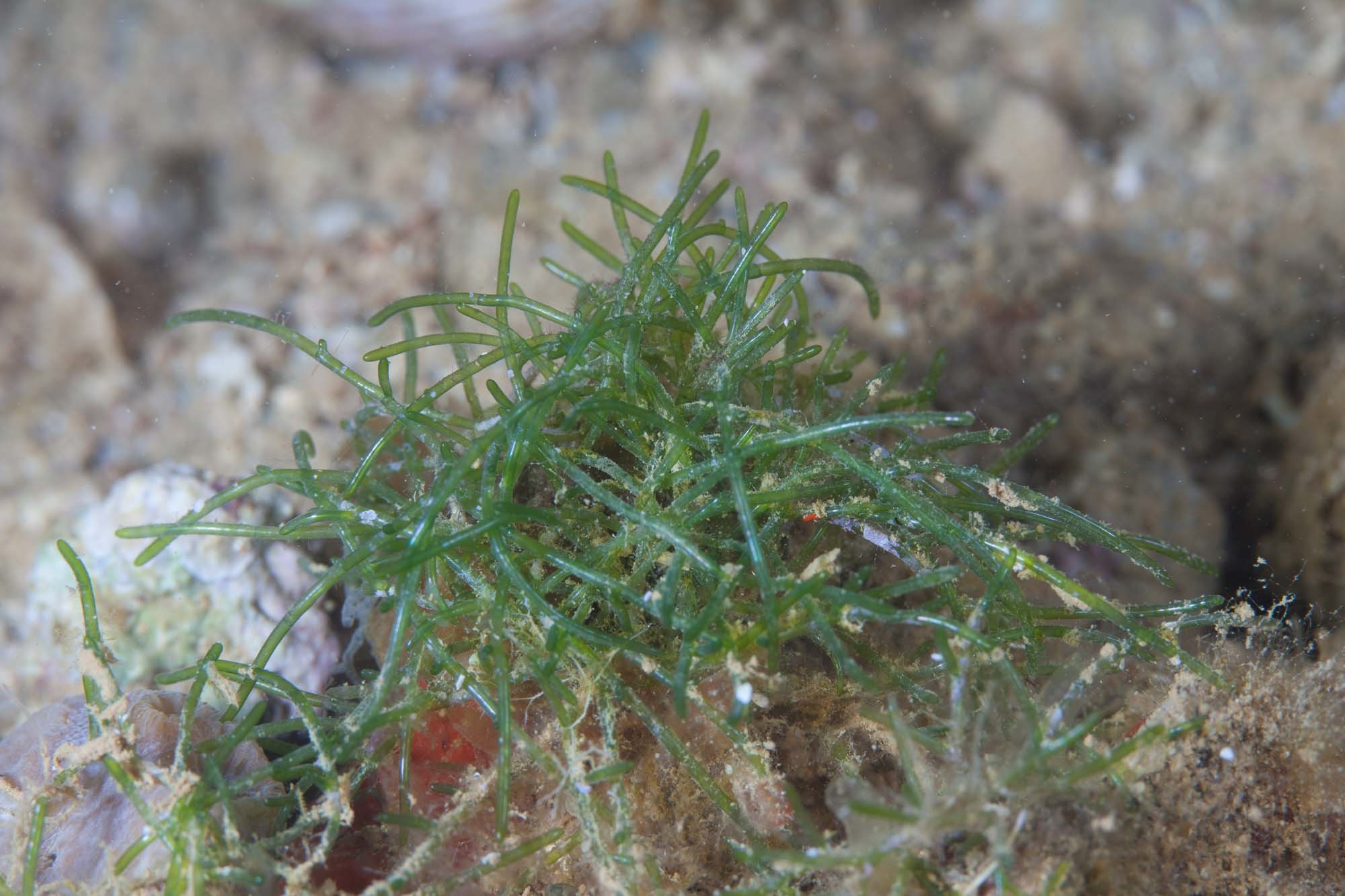 Cladophora fuliginosa