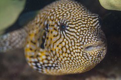 Map Puffer photo 2