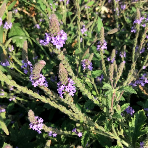 iNaturalist observation photo of western vervain