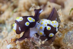 Colpodaspis thompsoni