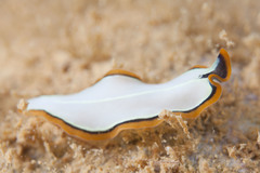 Pseudoceros contrarius