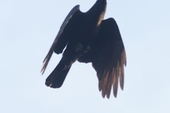 Corvus brachyrhynchos