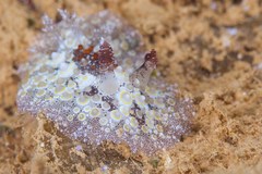 Carminodoris estrelyado