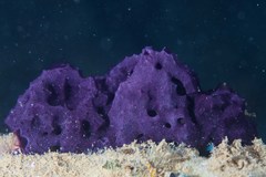 Chelonaplysilla violacea