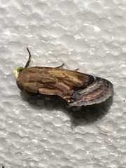 Gonodonta latimacula