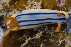 Chromodoris colemani