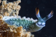 Thuridilla carlsoni