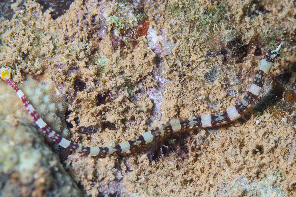 Brown-banded pipefish (Corythoichthys amplexus) — Syngnathidae