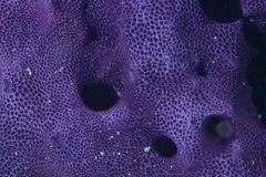 Chelonaplysilla violacea