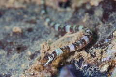 Corythoichthys amplexus