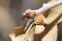 Disholcaspis pedunculoides