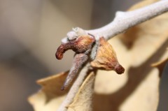 Disholcaspis pedunculoides