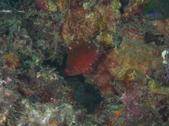 Cheilinus oxycephalus