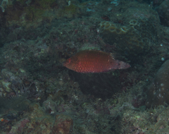 Cheilinus oxycephalus