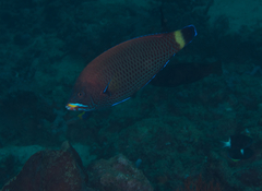 Pseudodax moluccanus