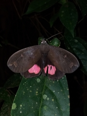 Tetrisia florigera