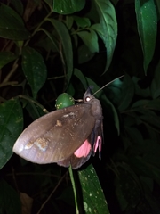 Tetrisia florigera