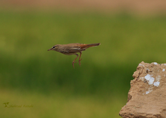 Cercotrichas galactotes