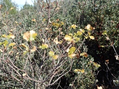 Quercus × ganderi