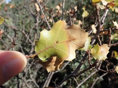 Quercus × ganderi
