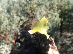 Quercus × ganderi