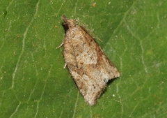 Argyrotaenia franciscana