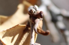 Disholcaspis pedunculoides