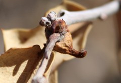 Disholcaspis pedunculoides