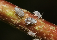 Aphis hederae