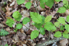 Crataegus intricata