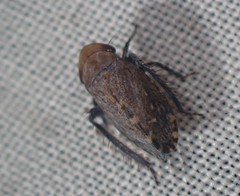 Stroggylocephalus mixtus