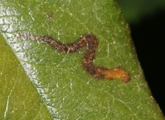 Stigmella anomalella