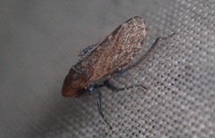 Stroggylocephalus mixtus