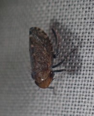 Stroggylocephalus mixtus