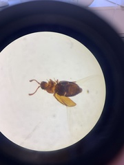 Atomaria lewisi