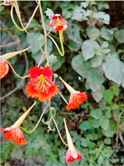 Tropaeolum harlingii