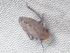 Stroggylocephalus mixtus