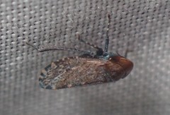 Stroggylocephalus mixtus