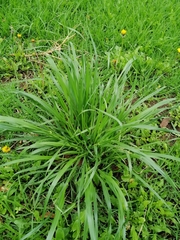 Lolium perenne perenne