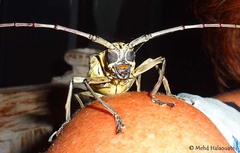 Batocera