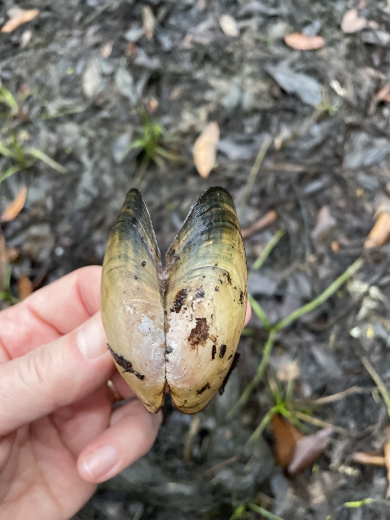 Peninsular Floater