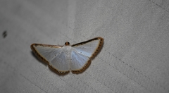 Leuciris