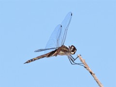 Tramea cophysa