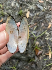 Utterbackia peninsularis