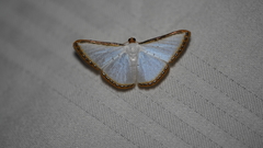 Leuciris