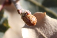 Andricus coconinoensis