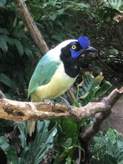 Cyanocorax